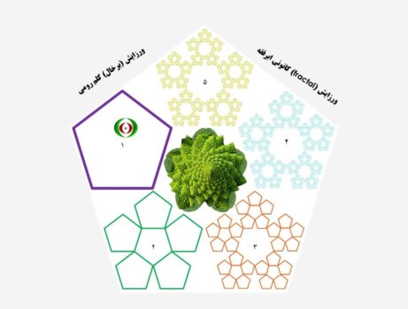 نمودار 3_ ورزایش کانونی (درونی) ابرفقه بر‌پایه «ترتیب قوا»؛ با نگاهی به کلم رومی